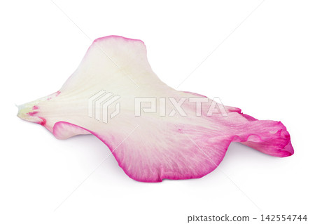petal of pink gladiolus flower isolated on white background petal of pink gladiolus flower isolated on white background 142554744