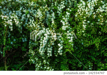 Bridal Wreath Spirea (Spiraea prunifolia) bush bloom in spring garden Bridal Wreath Spirea (Spiraea prunifolia) bush bloom in spring garden 142554747