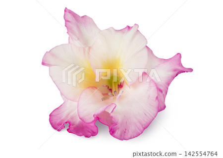 Pink gladiolus flower isolated on white background Pink gladiolus flower isolated on white background 142554764