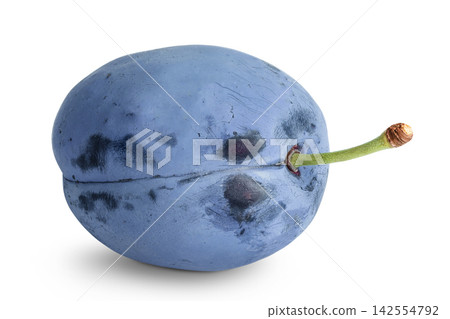fresh blue plum isolated on white background fresh blue plum isolated on white background 142554792