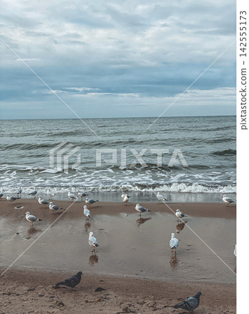 Seagulls standing on a sandy beach with waves and cloudy sky, calm coastal scene Seagulls standing on a sandy beach with waves and cloudy sky, calm coastal scene 142555173