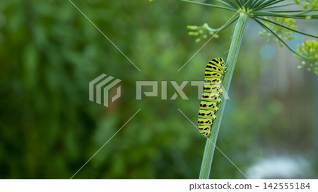 a huge green caterpillar on a dill stem on a sunny day 142555184