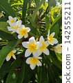 Beautiful white and yellow plumeria frangipani tropical flowers 142555211