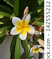 Beautiful white and yellow plumeria frangipani tropical flowers 142555212