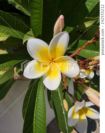 Beautiful white and yellow plumeria frangipani tropical flowers Beautiful white and yellow plumeria frangipani tropical flowers 142555212