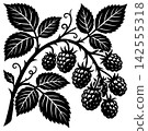 Detailed black and white illustration of ripe blackberries growing on a tangled thorny vine branch 142555318