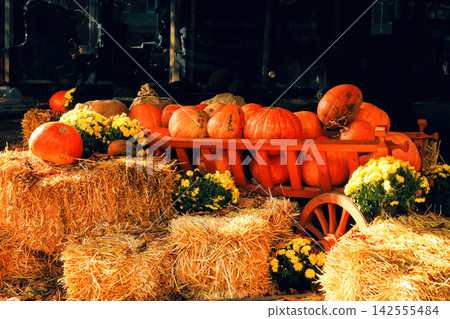 Pile of pumpkins in wooden cart, bales of hay, mums on agriculture fair Pile of pumpkins in wooden cart, bales of hay, mums on agriculture fair 142555484