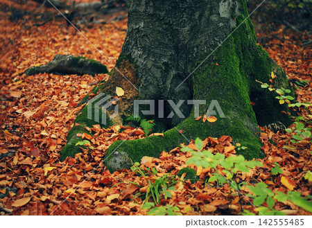 Autumn moss covered old tree base with hollow and fallen dry leaves in forest Autumn moss covered old tree base with hollow and fallen dry leaves in forest 142555485