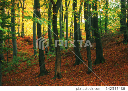 Golden autumn beech forest (Fagus sylvatica) in Lviv, Ukraine Golden autumn beech forest (Fagus sylvatica) in Lviv, Ukraine 142555486