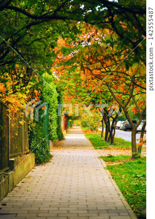 Autumn sidewalk lined with colorful trees, fallen dried leaves in town Autumn sidewalk lined with colorful trees, fallen dried leaves in town 142555487