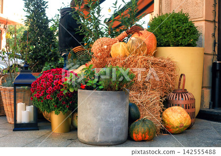 Variety green plants grow in pot, purple mums, orange pumpkins near house Variety green plants grow in pot, purple mums, orange pumpkins near house 142555488