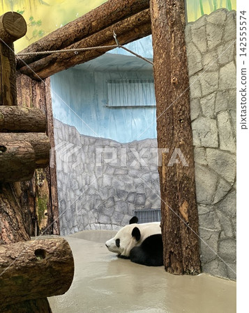 Giant panda resting inside zoo enclosure, calm indoor wildlife observation scene Giant panda resting inside zoo enclosure, calm indoor wildlife observation scene 142555574