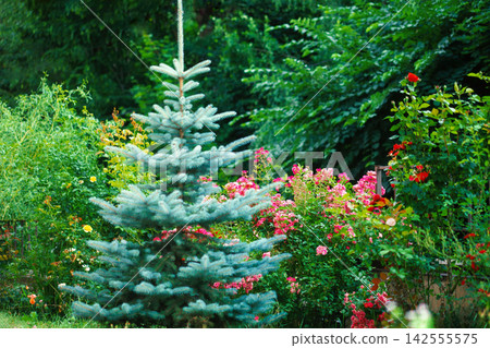 Bush of pink and red hybrid tea rose, blue spruce grow in summer ornamental garden Bush of pink and red hybrid tea rose, blue spruce grow in summer ornamental garden 142555575