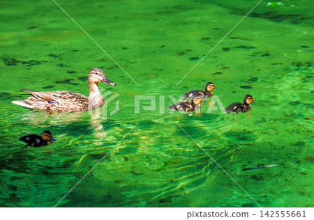 Wild Mallard duck mother with ducklings swimming on lake in spring park Wild Mallard duck mother with ducklings swimming on lake in spring park 142555661