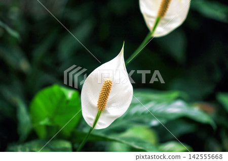 Peace lilies (Spathiphyllum wallisii) white flowers grow in botanical garden Peace lilies (Spathiphyllum wallisii) white flowers grow in botanical garden 142555668