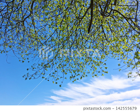 Looking up through a leafy tree canopy at bright blue sky and white clouds. Evoking spring renewal, calm atmosphere, and natural light filtering through fresh green foliage. Looking up through a leafy tree canopy at bright blue sky and white clouds. Evoking spring renewal, calm atmosphere, and natural light filtering through fresh green foliage. 142555679