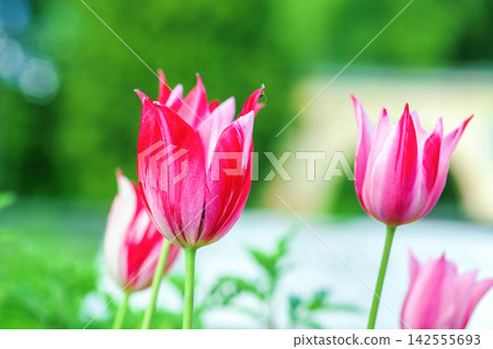 Group of vibrant bi-color tulips grown in spring garden Group of vibrant bi-color tulips grown in spring garden 142555693