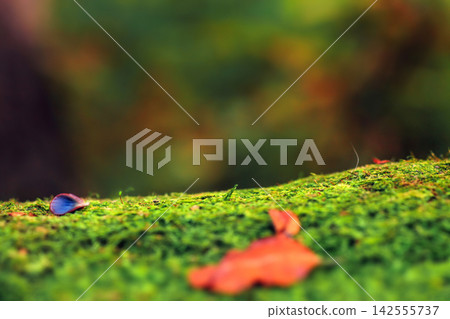 Closeup green moss with fallen leaves in autumn forest, soft focus Closeup green moss with fallen leaves in autumn forest, soft focus 142555737