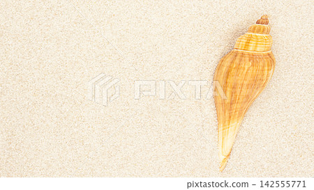 Top view seashell on sand background with copy space, tropical summer concept Top view seashell on sand background with copy space, tropical summer concept 142555771