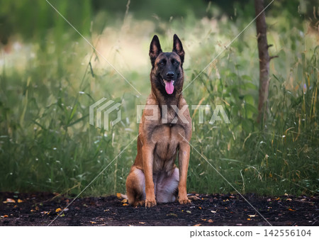 Joyful Belgian Shepherd Malinois in a Lush Green Meadow 142556104