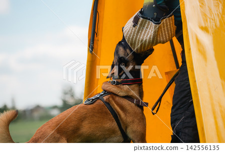 Belgian Malinois Gripping a Protective Sleeve in Training Belgian Malinois Gripping a Protective Sleeve in Training 142556135