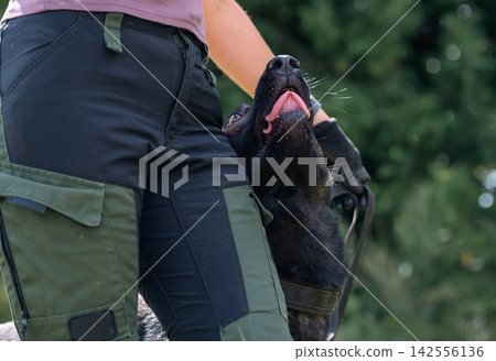 German Shepherd Interacting with Handler in Outdoor Setting German Shepherd Interacting with Handler in Outdoor Setting 142556136