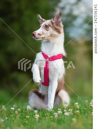 Border Collie in a pink harness on a grassy meadow Border Collie in a pink harness on a grassy meadow 142556141