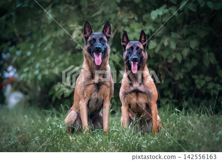 Two Belgian Malinois in Soft Daylight Two Belgian Malinois in Soft Daylight 142556163