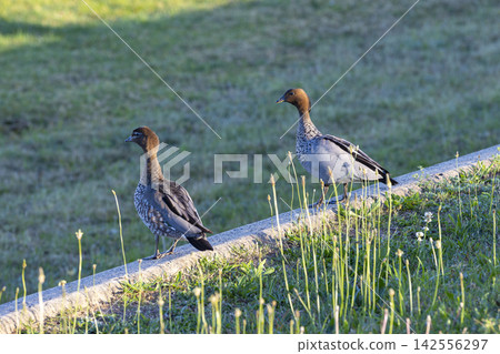 Two Wood Ducks standing on a concrete wall near a grassy field Two Wood Ducks standing on a concrete wall near a grassy field 142556297