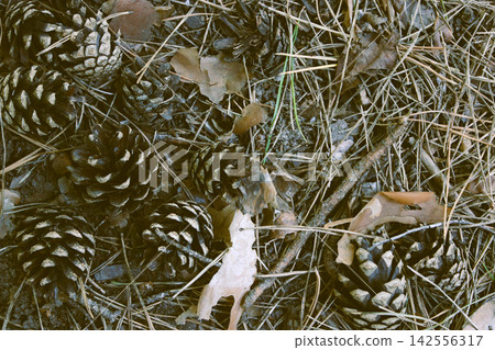 Small Dry Pine Cones On Forest Soil With Fallen Needles Texture Background Small Dry Pine Cones On Forest Soil With Fallen Needles Texture Background 142556317