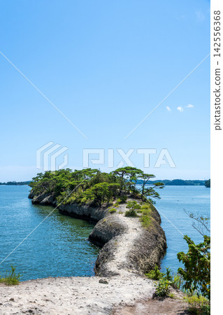 松島的馬背嶺是日本三大名勝之一,是延伸入海的天然碼頭。 松島的馬背嶺是日本三大名勝之一,是延伸入海的天然碼頭。 142556368