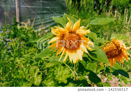 Bright sunflower growing under warm summer sunshine outdoors Bright sunflower growing under warm summer sunshine outdoors 142556517