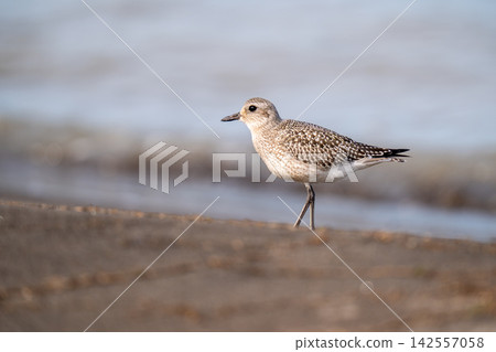 A grey plover searching for food at the water's edge. A grey plover searching for food at the water's edge. 142557058
