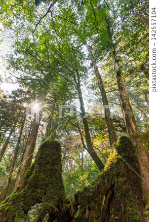 Yakushima Yakusugi Land, Yakusugi Forest (Autumn) Yakushima Yakusugi Land, Yakusugi Forest (Autumn) 142557104