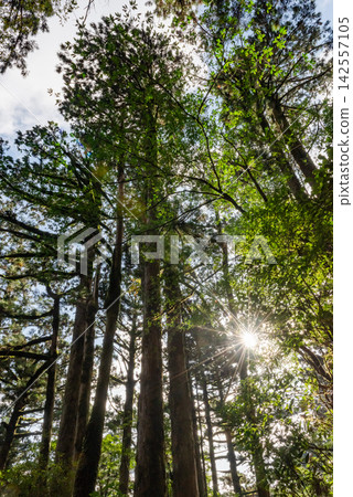 Yakushima Yakusugi Land, Yakusugi Forest (Autumn) Yakushima Yakusugi Land, Yakusugi Forest (Autumn) 142557105