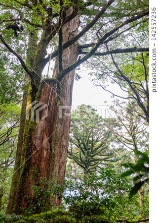 Yakushima Yakusugi Land, Yakusugi Forest (Autumn) Yakushima Yakusugi Land, Yakusugi Forest (Autumn) 142557236