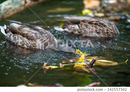 綠頭鴨在水邊覓食。 綠頭鴨在水邊覓食。 142557302