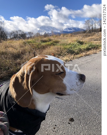 The beginning of winter and dogs 142557324
