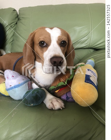 A dog monopolizing a toy A dog monopolizing a toy 142557325