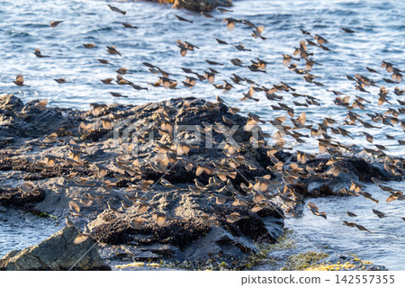 A flock of brown-eared bulbuls crossing the Tsugaru Strait A flock of brown-eared bulbuls crossing the Tsugaru Strait 142557355