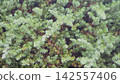 刺柏conferta的 142557406