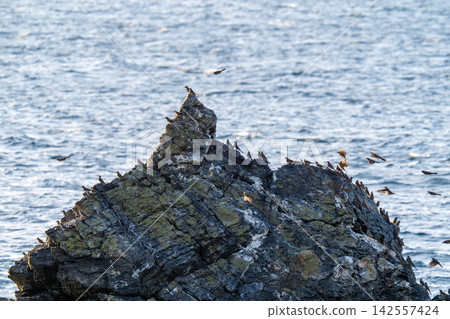 A flock of brown-eared bulbuls rests their wings on a rocky outcrop in preparation for migration. A flock of brown-eared bulbuls rests their wings on a rocky outcrop in preparation for migration. 142557424