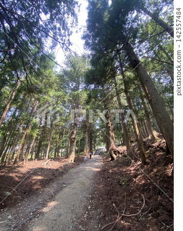 Primeval forest 13 Primeval forest 13 142557484