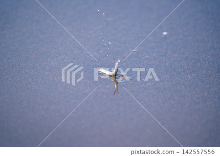 Small fish washed ashore in shallow waters Small fish washed ashore in shallow waters 142557556
