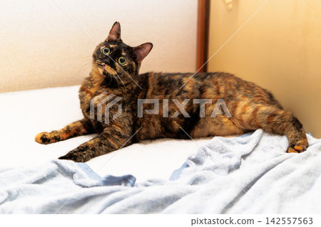 Sabi cat Sabi cat 142557563