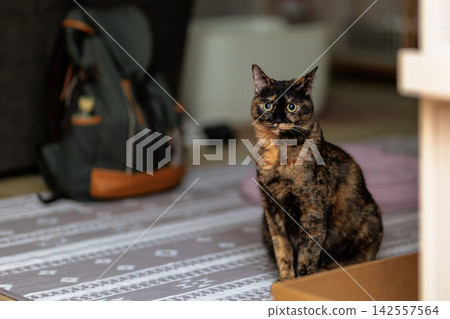 Sabi cat Sabi cat 142557564