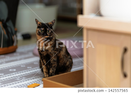 Sabi cat Sabi cat 142557565
