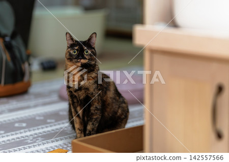 Sabi cat Sabi cat 142557566