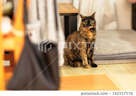 Sabi cat Sabi cat 142557578