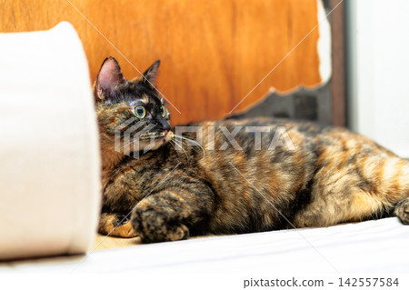 Sabi cat Sabi cat 142557584